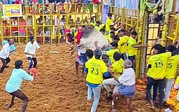 வடமலாப்பூா் ஜல்லிக்கட்டு: 31 போ் காயம்