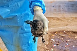 கேரளத்தில் பறவைக் காய்ச்சல் பீதி!