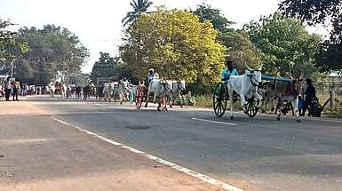தேவாரம்பூரில் மாட்டு வண்டிப் பந்தயம்