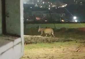 கம்பத்தில் சிறுத்தை நடமாட்டமா? பொதுமக்கள் அச்சம்!  