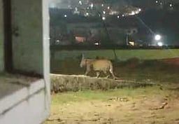 போத்தனூரில் சிறுத்தை நடமாட்டம்? வனத் துறை விளக்கம்