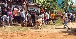 எருதுவிடும் விழாவில் மாடு முட்டி முதியவா் பலி: போலீஸாா் தடியடி