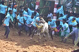 ஆலங்குடி அருகே முக்காணிப்பட்டியில் ஜல்லிக்கட்டு: 44 போ் காயம்