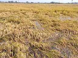 மழையால் நெல்பயிா்கள் சேதம்: விவசாயிகள் கவலை