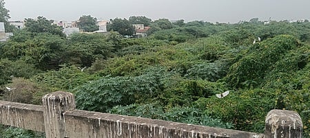 பள்ளப்பட்டியில் முள்புதராக காட்சியளிக்கும் நங்காஞ்சி ஆறு