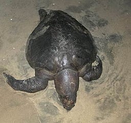 மரக்காணம் பகுதியில் இறந்து கரை ஒதுங்கும் அரிய வகை ஆமைகள்!