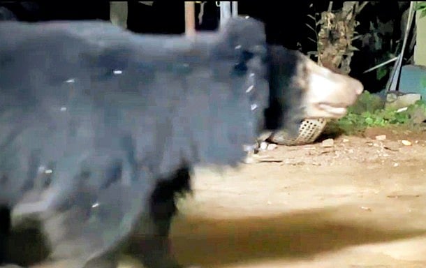 வி.கே.புரம் பகுதியில் சுற்றித் திரியும் கரடிகள்: பொதுமக்கள் அச்சம்