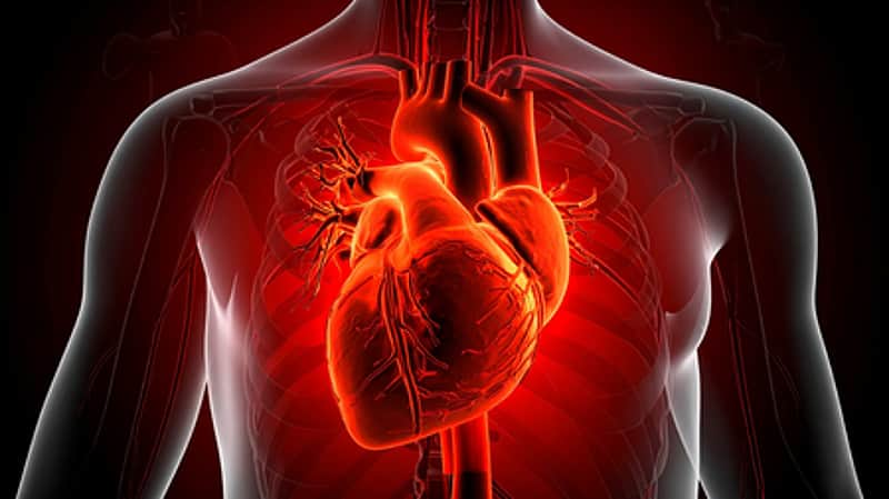 Human heart