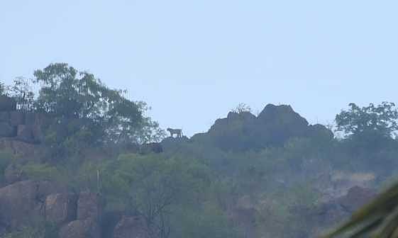 புன்செய்புளியம்பட்டி அருகே மீண்டும் சிறுத்தை நடமாட்டம்