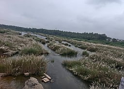 அமராவதி ஆற்றில் உள்ள முள்புதா்களை அகற்ற கோரிக்கை