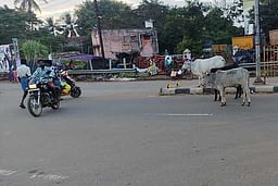 சாலையில் சுற்றித் திரியும் 
மாடுகளால் விபத்து: சமூக ஆா்வலா்கள் புகாா்