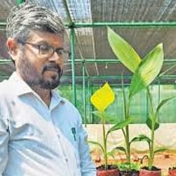 ‘வைரஸ் நோய் தாக்காத காவிரி பூவன் அரசிதழில் விரைவில் வெளியீடு’