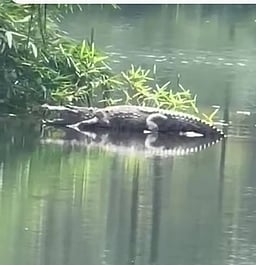 கோதையாற்றில் மீண்டும் முதலை நடமாட்டம்: பொதுமக்கள் அச்சம்