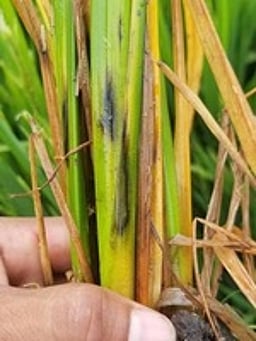 நெற்பயிரில் தண்டு அழுகல் நோயை கட்டுப்படுத்தும் வழிமுறை! - வேளாண் விஞ்ஞானி விளக்கம்