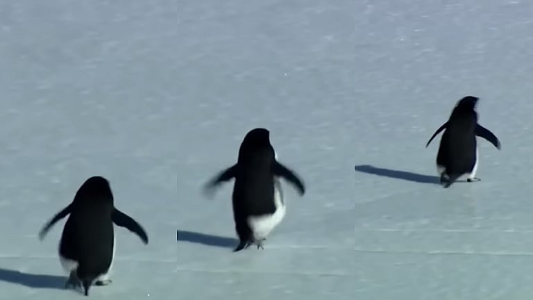 உலகையே வியப்பிலும் குழப்பத்துக்கும் ஆளாக்கிய ஒற்றை பென்குயின்! அப்படி என்னதான் செய்தது?