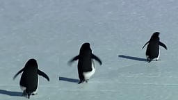 உலகையே வியப்பிலும் குழப்பத்துக்கும் ஆளாக்கிய ஒற்றை பென்குயின்! அப்படி என்னதான் செய்தது?