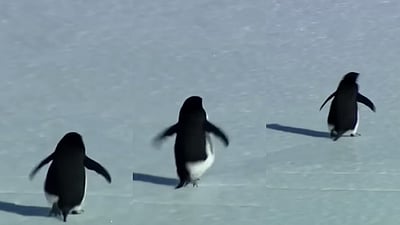 உலகையே வியப்பிலும் குழப்பத்துக்கும் ஆளாக்கிய ஒற்றை பென்குயின்! அப்படி என்னதான் செய்தது?