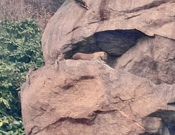 போ்ணாம்பட்டு அருகே குட்டிகளுடன் நடமாடிய சிறுத்தை