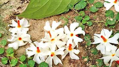 பூப்பூக்கும் நேரம்