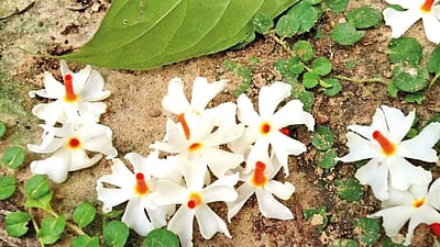 பூப்பூக்கும் நேரம்