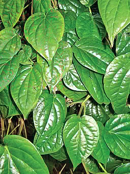 வெற்றிலை பஜ்ஜி