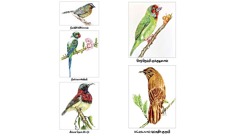 பறவைகளைக் காக்க தூரிகை!