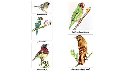 பறவைகளைக் காக்க தூரிகை!