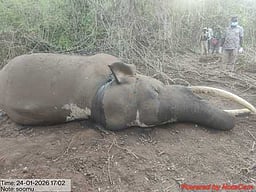 முதுமலை புலிகள் காப்பகத்தில் யானை உயிரிழப்பு