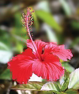 மருத்துவக் குறிப்புகள்