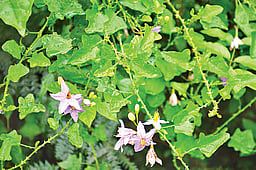 சளி, இருமலுக்குத் தீர்வு... தூதுவளையின் பயன்கள் தெரியுமா?