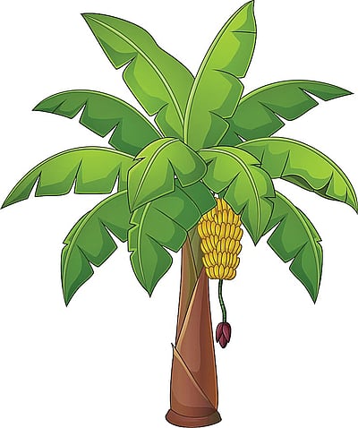 வாழை மரம்