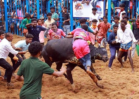 அலங்காநல்லூா் கீழக்கரையில் ஜல்லிக்கட்டு: 53 போ் காயம்