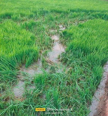 விளைபயிா்களை சேதப்படுத்திய ஒற்றை யானை