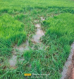 விளைபயிா்களை சேதப்படுத்திய ஒற்றை யானை