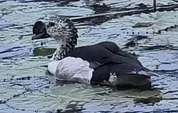 தென்காசி மாவட்டத்தில் நீா்வாழ் பறவைகள் கணக்கெடுப்பு