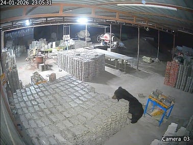 செங்கற்களைத் தள்ளிவிட்டு அட்டகாசத்தில் ஈடுபட்ட கரடி.