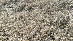 மா்ம நோய்த் தாக்குதலால் 500 ஏக்கா் நெல் பயிா்கள் சேதம்: விவசாயிகள் கவலை