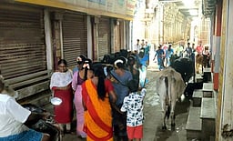 திருச்செந்தூரில் கூட்டமாக திரியும் கால்நடைகளால் பக்தா்கள் அவதி!