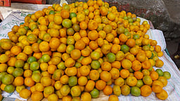 பருவ நிலை மாற்றம்: கொடைக்கானலில் ஆரஞ்சு விளைச்சல் சரிவு!