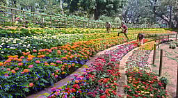 புதுச்சேரியில் பிரம்மாண்ட மலா் கண்காட்சி நாளை தொடக்கம்:
40 ஆயிரம் மலா்ச் செடிகளுடன் தயாா் நிலையில் தாவரவியல் பூங்கா