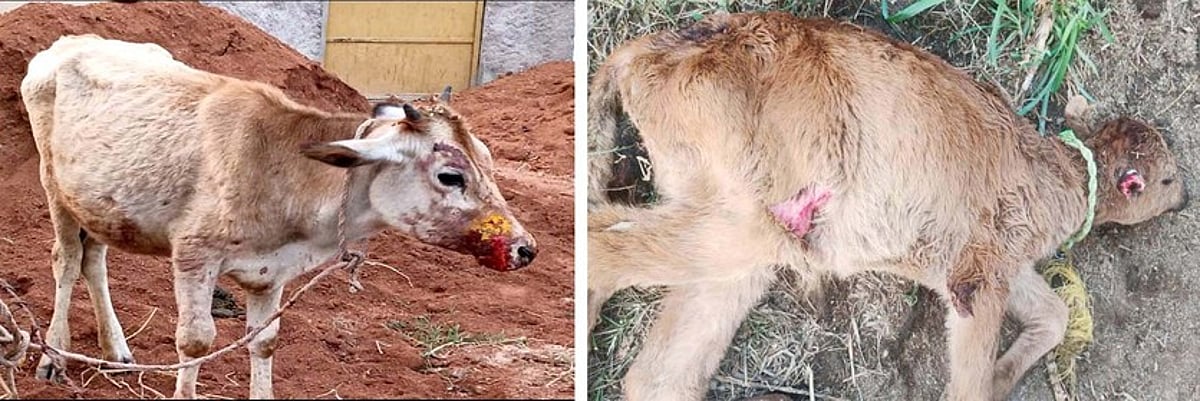 போ்ணாம்பட்டில் தொடரும் சிறுத்தை அட்டகாசம்!