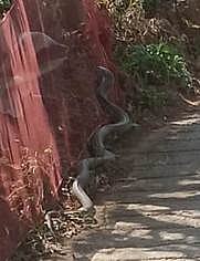 குடியிருப்பு பகுதியில் ராட்சத பாம்பு....