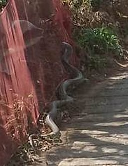 குடியிருப்பு பகுதியில் ராட்சத பாம்பு....