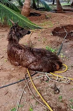 கிணற்றில் விழுந்த கடமான் மீட்பு!