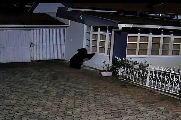 குன்னூா் அருகே உபாசி வளாகத்தில் கரடி உலவியதால் மக்கள் அச்சம்