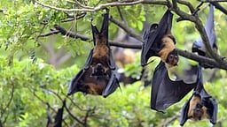 இந்தியாவில் நிஃபா வைரஸ்! உலக சுகாதார அமைப்பு எச்சரிக்கை!