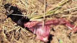 கம்பத்தில் மீண்டும் சிறுத்தை நடமாட்டம்? பொதுமக்கள் அச்சம்