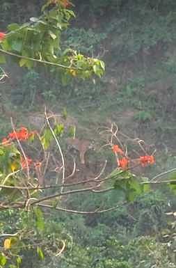 நெலாக்கோட்டையில் வனத்தை ஒட்டியுள்ள குடியிருப்பு அருகே புலி