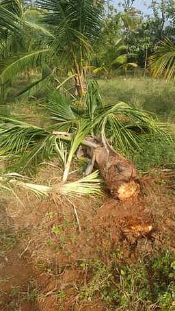 சொக்கம்பட்டி: தென்னாந்தோப்பில் யானைகள் அட்டகாசம்!