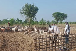 பேய்க்குளத்தில் ஆடுகளை தாக்கிய ஆந்த்ராக்ஸ் நோய்: கால்நடைத் துறையினா் சிகிச்சை